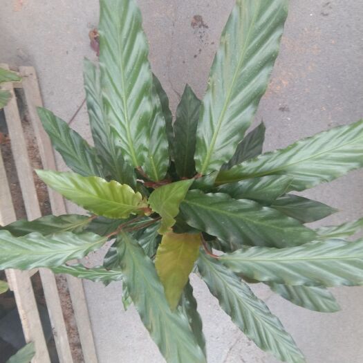 漳平市波浪竹芋盆栽  波浪竹芋，一件72盆装
