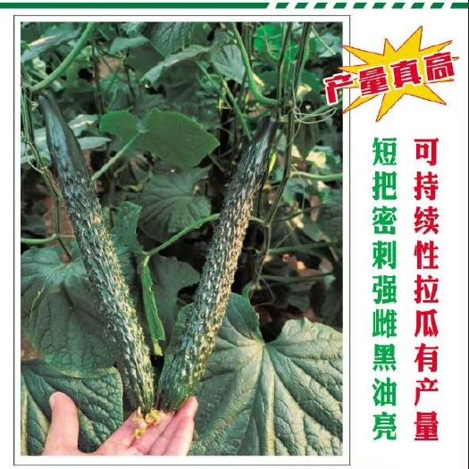 乾德系列黄瓜种子 乾德圣景