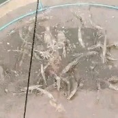 钦州 虾苗，淡水虾苗，白虾苗，白淡化苗，传授技术