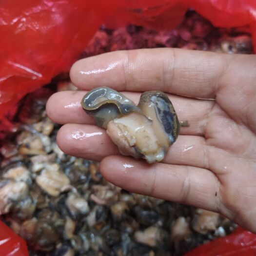 监利市湖北监利淡水田螺肉，手工挑出