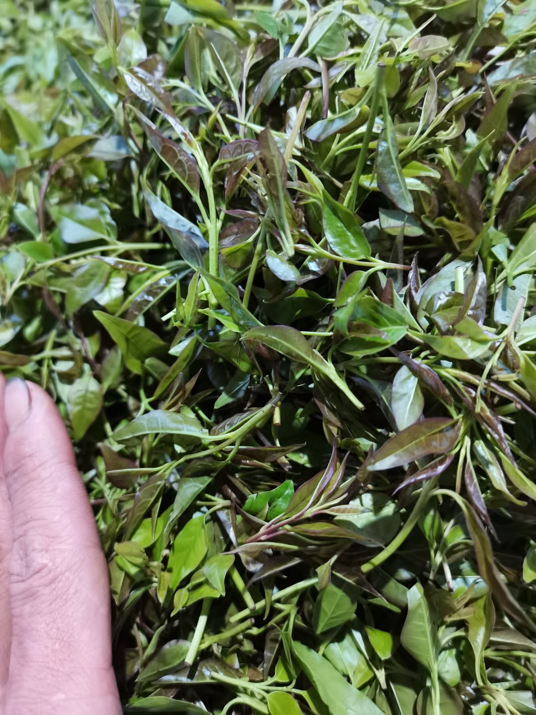 小叶苦丁茶青山绿水毛冬青