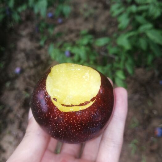 扶风县 陕西黑布林李子
