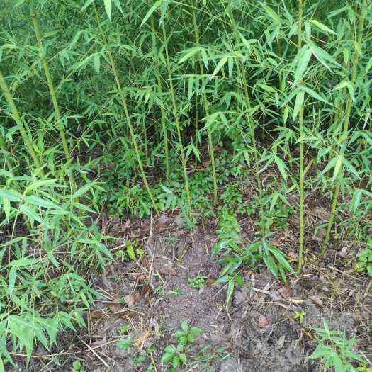 南京 淡竹 专业供应竹苗 一手货源 种类齐全 货源充足 成活率高