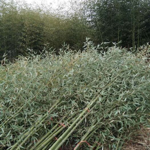 南京 淡竹 专业供应竹苗 一手货源 种类齐全 货源充足 成活率高