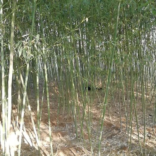 南京 淡竹 专业竹苗供应商 精品竹苗 一手货源 种类齐全 货源充足