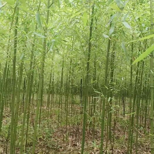 南京 淡竹 专业供应竹苗 一手货源 种类齐全 货源充足 成活率高