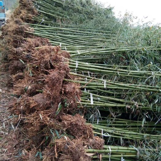 南京 淡竹 专业供应竹苗 一手货源 种类齐全 货源充足 成活率高