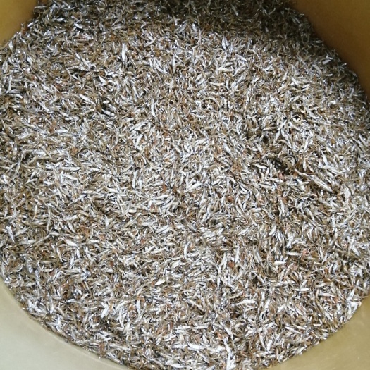廉江市白条鱼 水库鱼仔，油炸，烘干都有