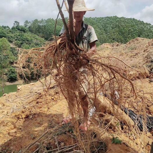 灵山县 五指毛桃鲜货