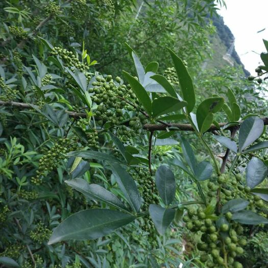 汉源县 来自汉源贡椒之乡的优质花椒欢迎大家订购