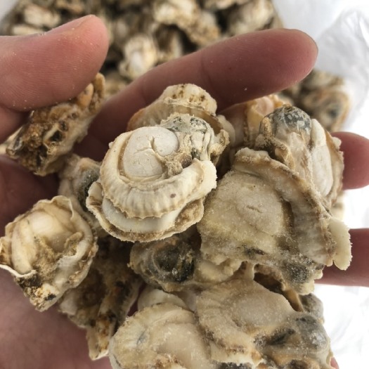 烟台冷冻扇贝肉 麻辣小海鲜用无冰扇贝肉
