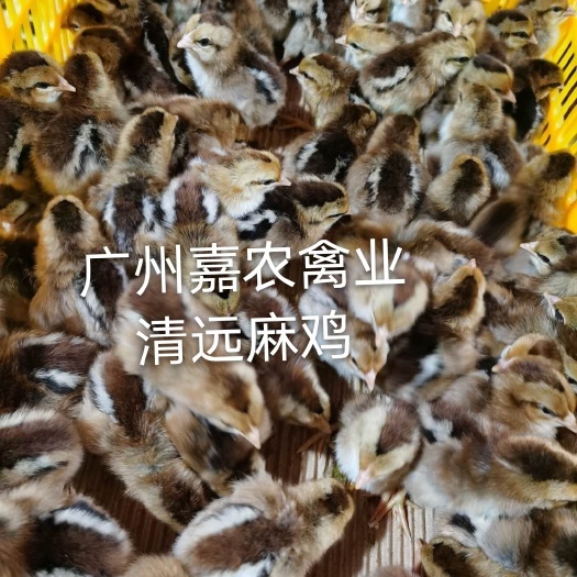 广州优质清远麻鸡苗 厂家直销 全国发货