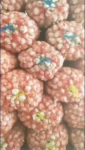 射阳县白皮大蒜 可食用可做种子，可加工蒜片，蒜米。