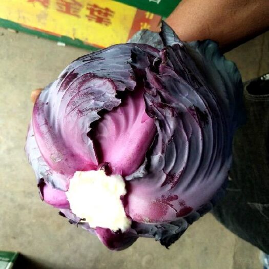 抗病耐寒紫甘蓝种子比亚久-75甘蓝 提取紫色素不易裂果