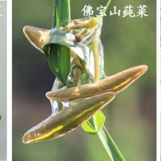 利川市莼菜之乡天然无污染高山富硒，果胶丰厚