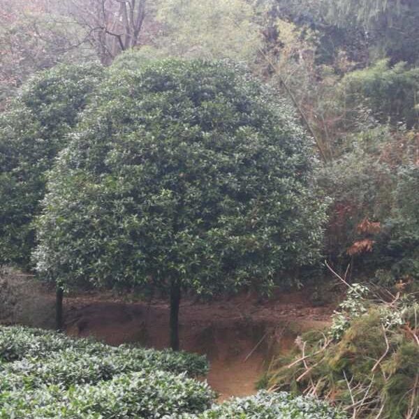 黄金桂花树 大量出售各种规格桂花