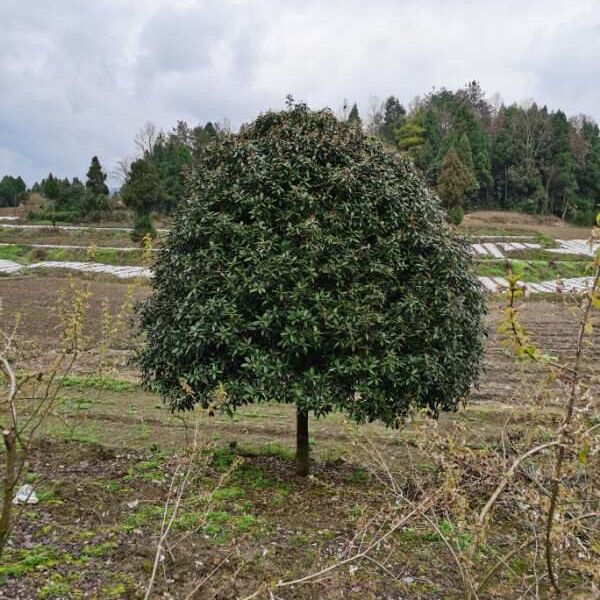 黄金桂花树 大量出售各种规格桂花