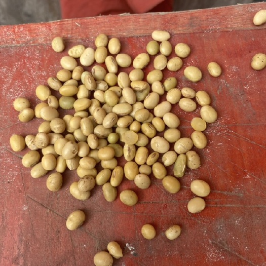 亳州黄大豆 生大豆 1等品