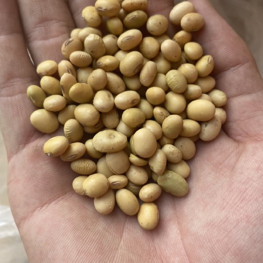 亳州黄大豆 生大豆 1等品