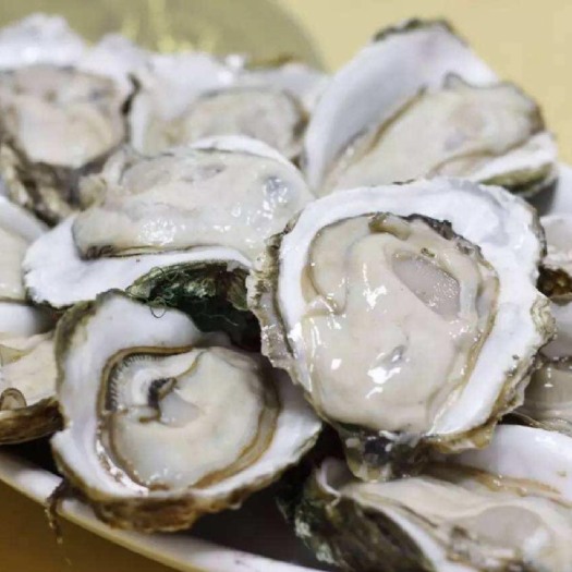 广州井州牡蛎 海水 鲜活水产 2-3两/只