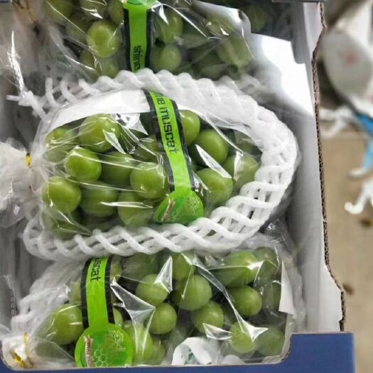 西昌市阳光玫瑰 眼光玫瑰