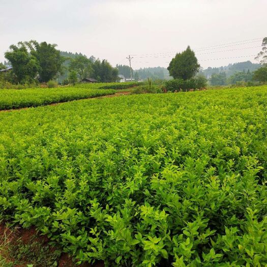 重庆市尤力克柠檬苗  物优价廉