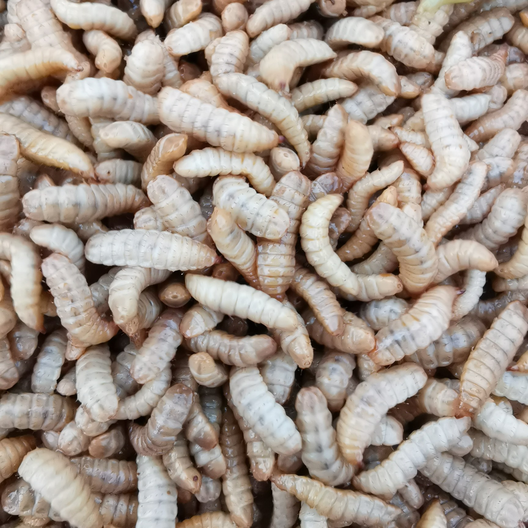 [配合饲料批发]水产养殖饲料 活体黑水虻虫广东阳江养殖厂直供虾蟹等