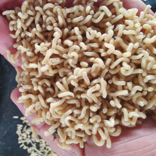 阳春市 黑水虻家蝇蛆活体饲料养殖场常年供应虾蟹水产养殖批发广东包邮