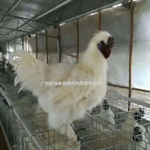 南宁乌骨鸡苗  白凤乌鸡苗
