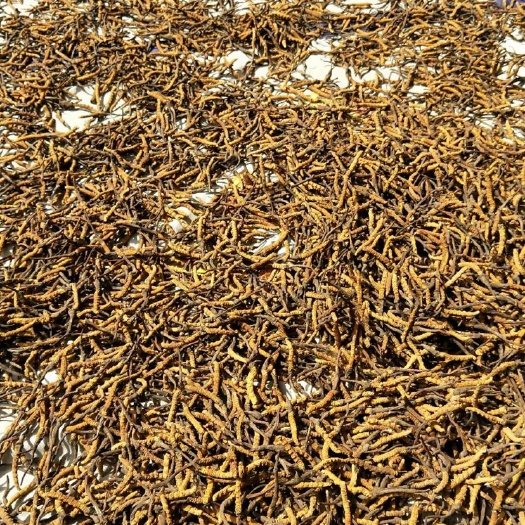 金堂县果洛州雪山虫草 青海果洛精选草