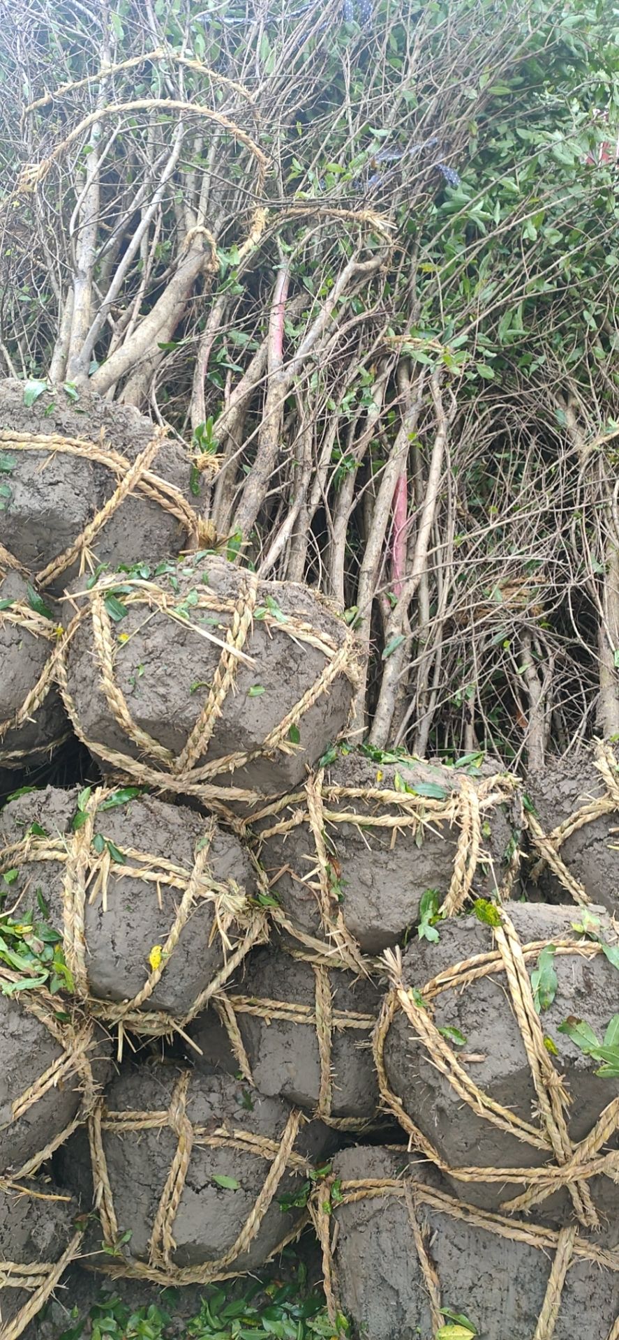 花石榴苗  丛生花石榴 单杆花石榴 大小规格全量大