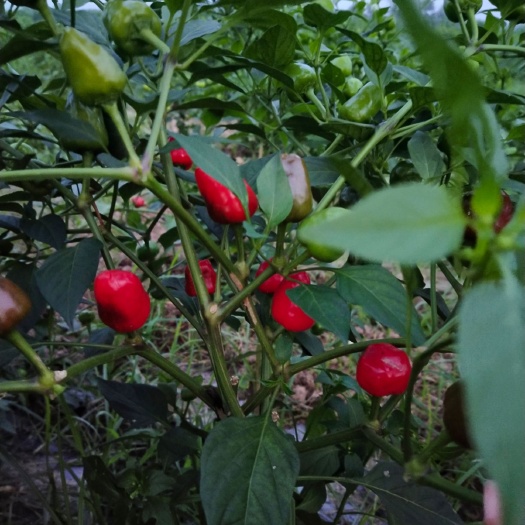 太康县灯笼椒 特辣