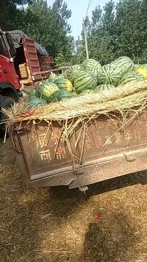  麒麟京欣西瓜  大量供应中欢迎各地老板前来选购
