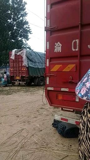  麒麟京欣西瓜  大量供应中欢迎各地老板前来选购