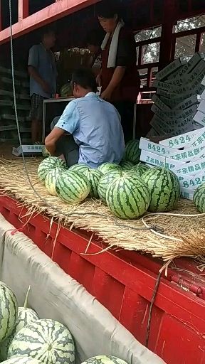  麒麟京欣西瓜  大量供应中欢迎各地老板前来选购