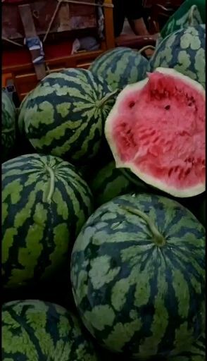 太康县 西瓜大量供应 口感很好 质量杠杠滴 欢迎选购