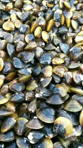 合浦县江水黄沙蚬纯手工操作