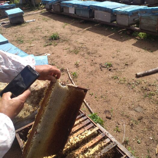 方正县椴树蜜 2年以上 41