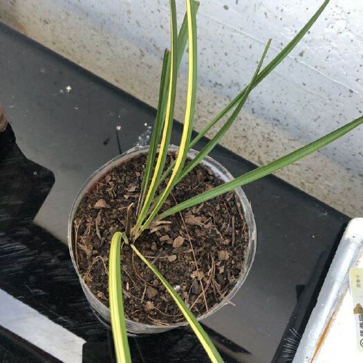 镇安县 兰花草，懂的老板给个价