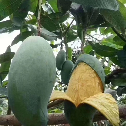 田东县桂七芒 广西百色田东当季新鲜水果桂七香芒 5-7两大果