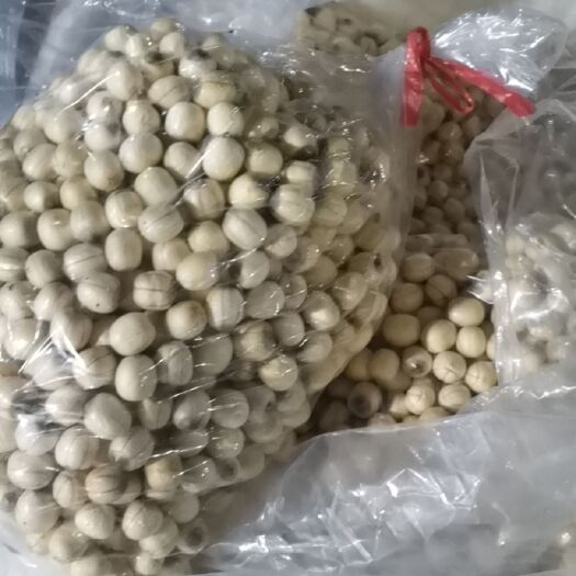 广州红莲子 大量供应莲蓬. 红莲.草莲。