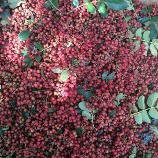 澄城县 花椒，大红袍，本地花椒面积大，品种多，今年价格不高