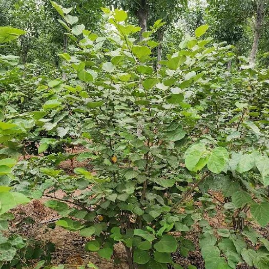 中牟县 从生紫荆