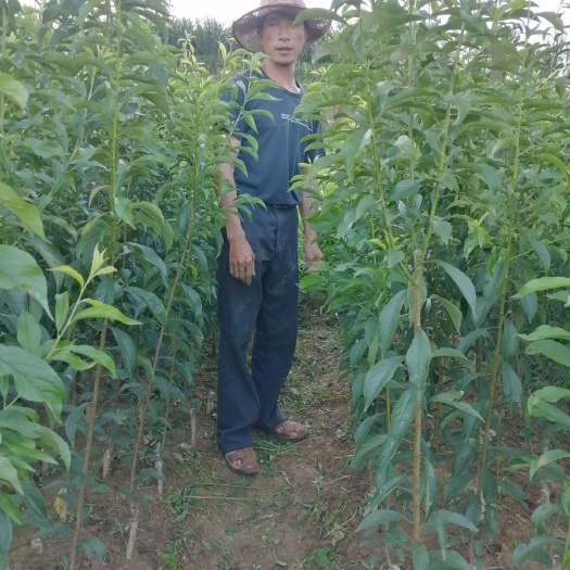 镇宁县原产地蜂糖李树苗，真的品种走到那里都假不了。