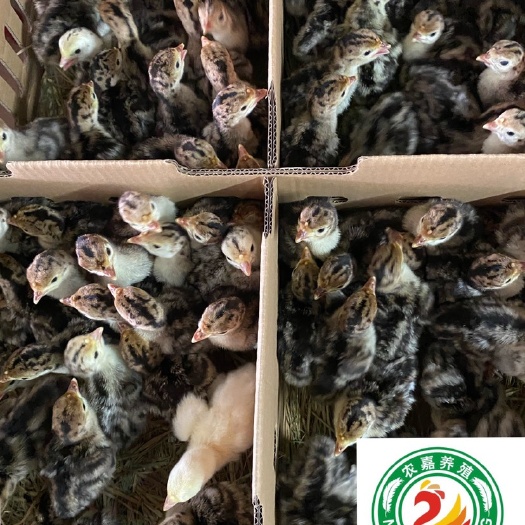 南宁青铜火鸡苗 可15-22斤 包打疫苗 量大包邮