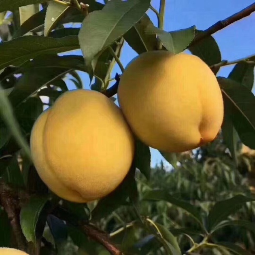 炎陵县 炎陵黄桃，陶醉天下！一年一度的黄桃时节，与您相约盛夏😊