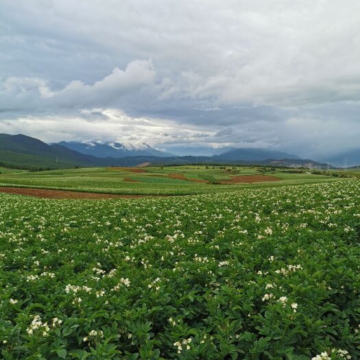 玉龙县丽薯6号种薯 自己基地，一手货原