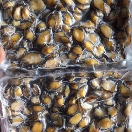 东山县 无冰小鲍鱼肉，一斤400～600粒，酒店炒饭和加工鲍鱼丸专