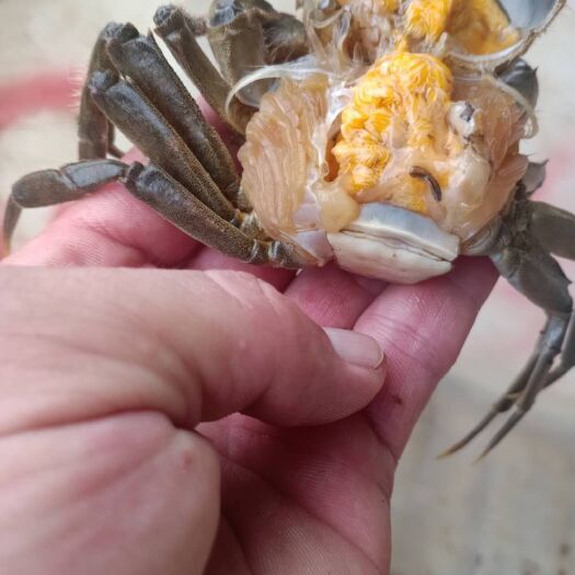 洪湖市青壳小龙虾 售后第一
