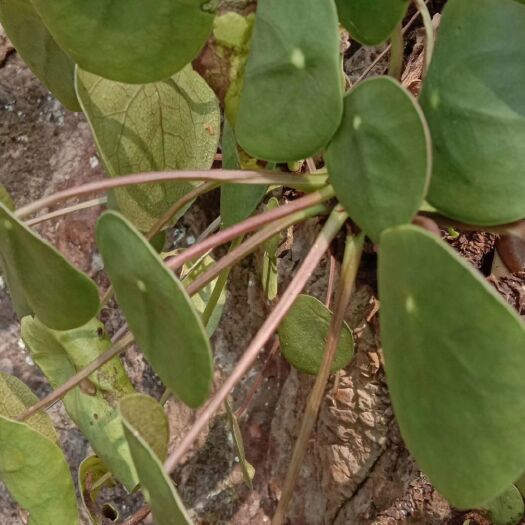 昌宁县姬明镜 网红镜面草